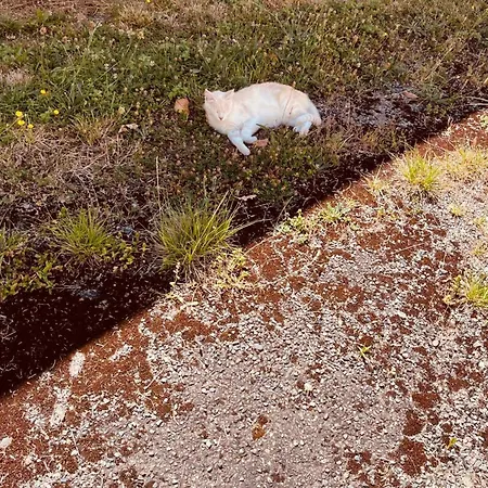 Metairie De Moutiques