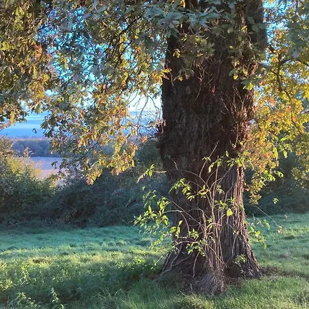 Metairie De Moutiques *