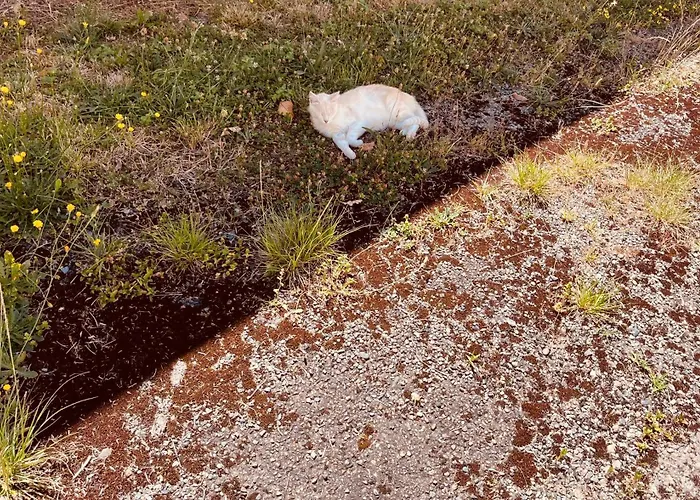 Metairie De Moutiques